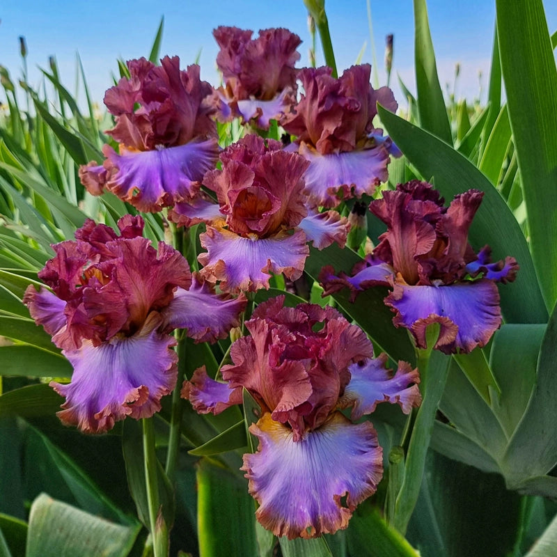 iris house plant House Arrest Bearded Iris