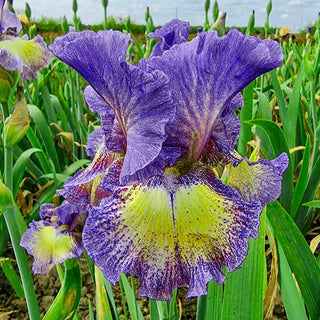 Foolish Dreamer Bearded Iris