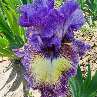 Foolish Dreamer Bearded Iris
