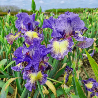 Foolish Dreamer Bearded Iris