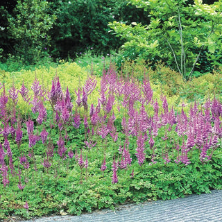 Pumila Astilbe