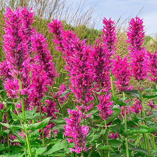 Danish Delight Anise Hyssop