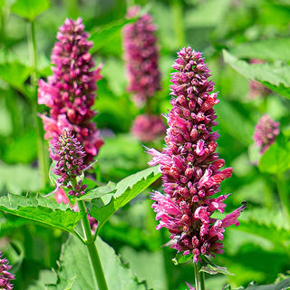 Danish Delight Anise Hyssop