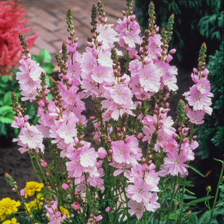 Elsie Heugh Miniature Hollyhock