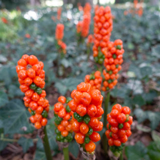 Arum italicum