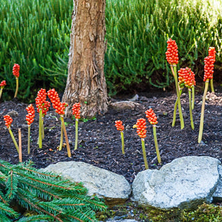 Arum italicum