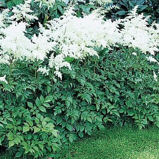 Astilbe Deutschland White