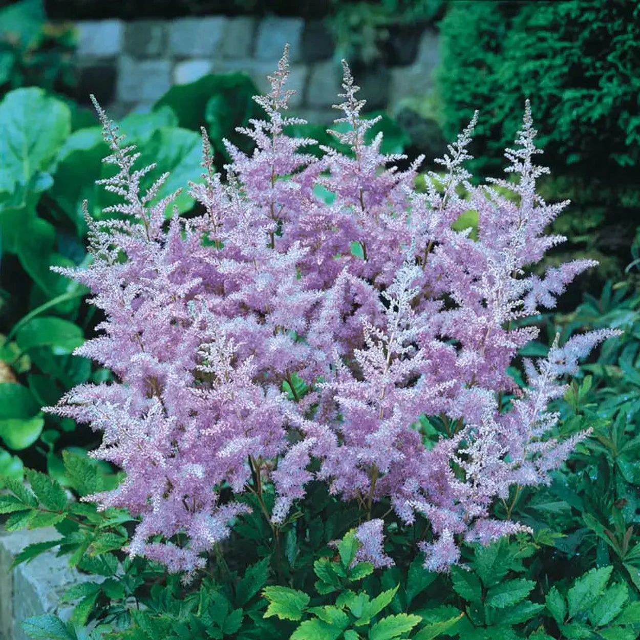 lavender shade plant Lavender Astilbe