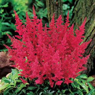 Fanal Astilbe