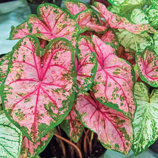 Carolyn Whorton Fancy Leaf Caladium