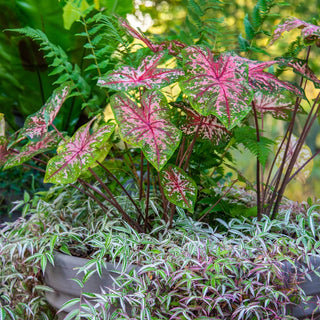 Carolyn Whorton Fancy Leaf Caladium