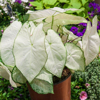 Florida Moonlight Fancy Leaf Caladium