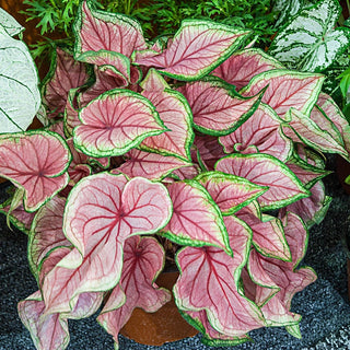 Florida Sweetheart Strap Leaf Caladium
