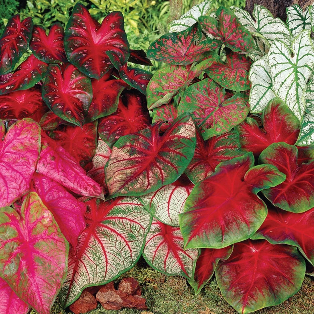 potting mix for caladiums Buy Caladium Mixture | Spring Planted Bulbs