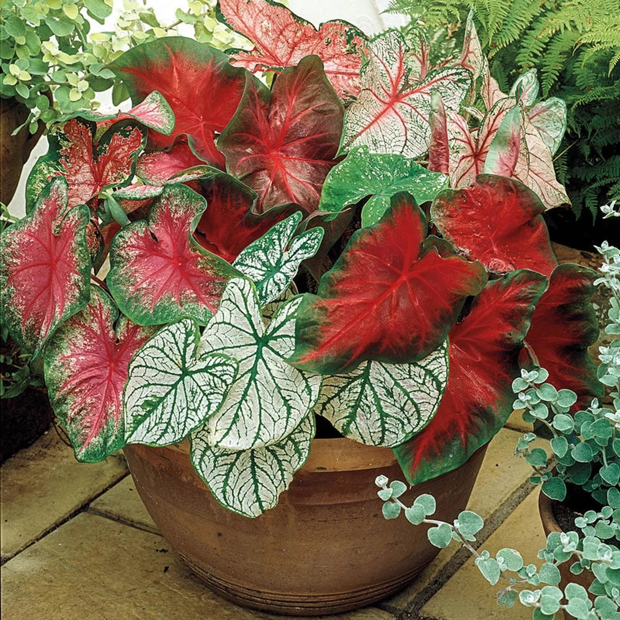 caladium potting mix Caladium Mixture