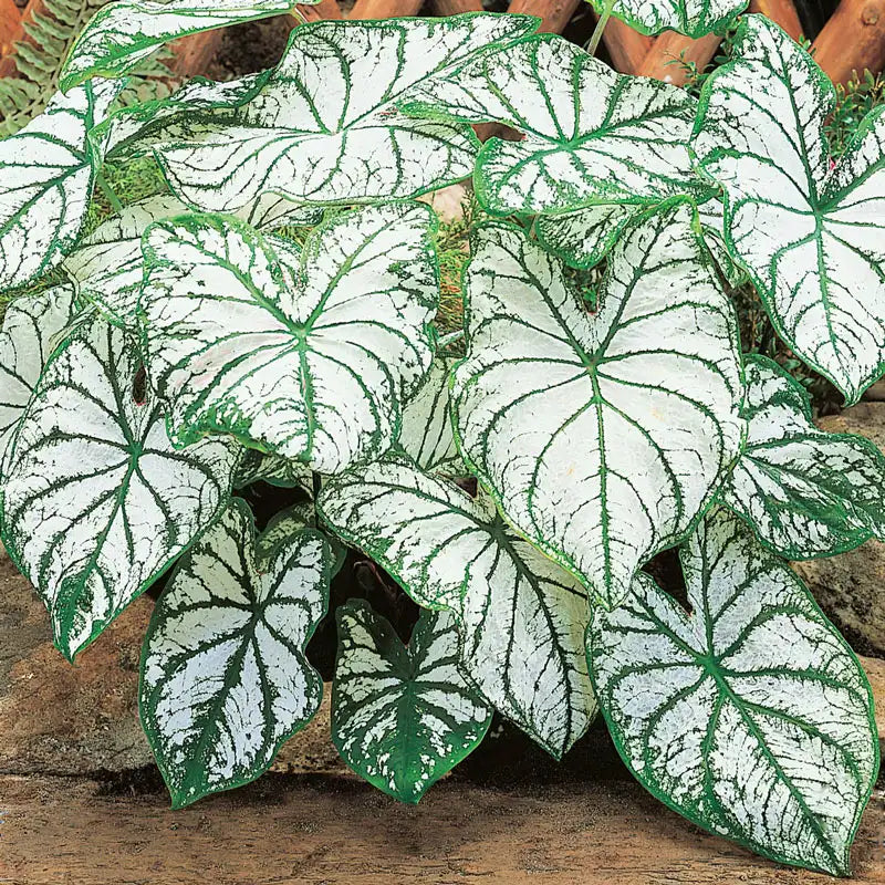 White Christmas Fancy Leaf Caladium Brecks