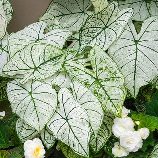 White Christmas Fancy Leaf Caladium