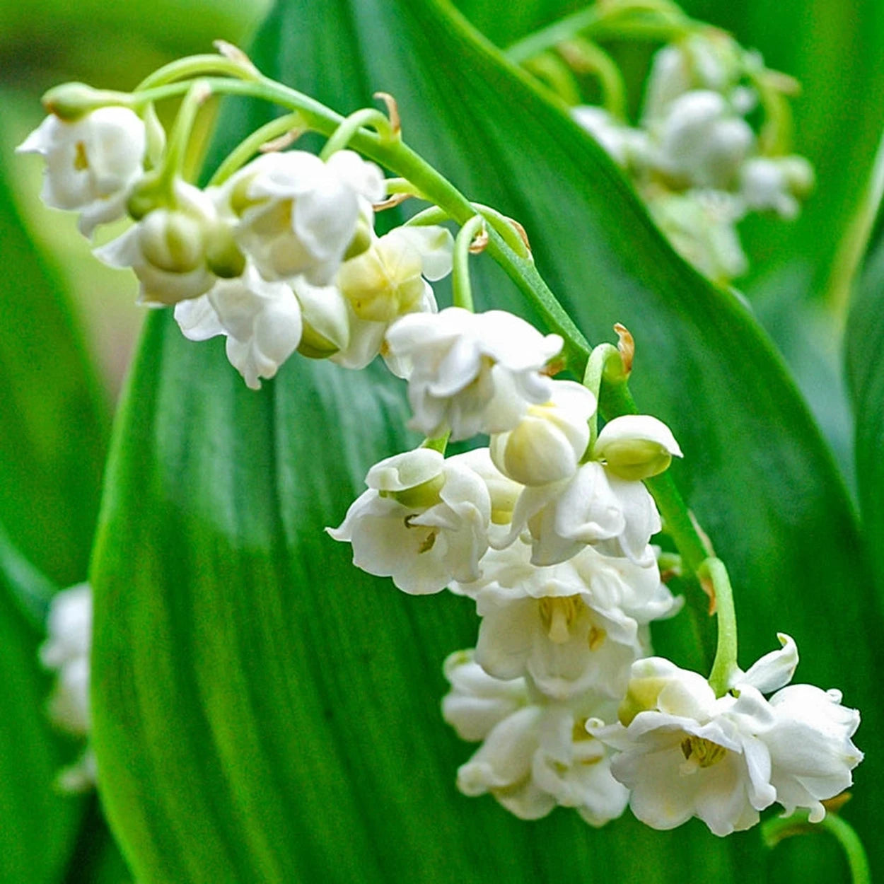 white bell flowers lily of the valley Double-Flowered Lily-of-the-Valley