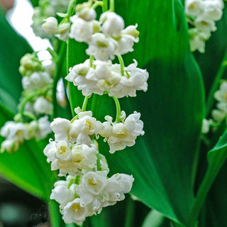 Double-Flowered Lily-of-the-Valley