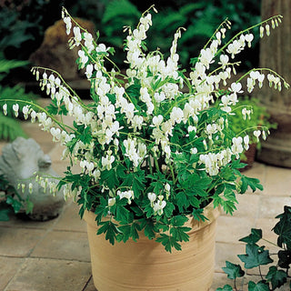 White Old-Fashioned Bleeding Heart