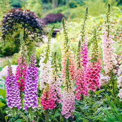 Shop Excelsior Foxglove Mixture | Sun Perennials | Breck's