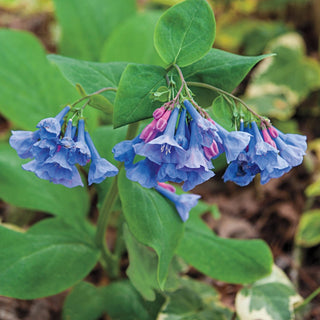 Virginia Bluebells