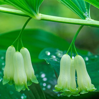 Solomon's Seal