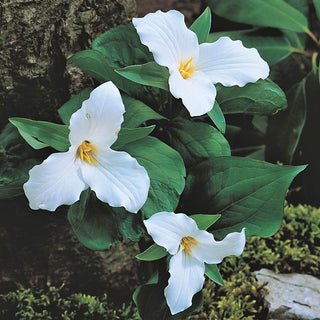 Great White Trillium