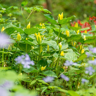 Yellow Trillium