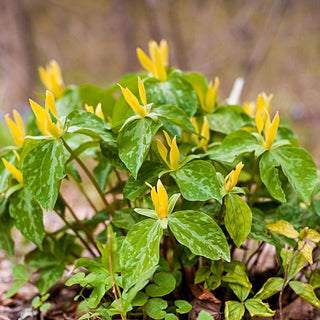 Yellow Trillium
