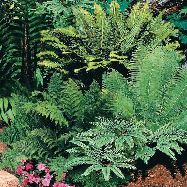 Hardy Fern Mixture | Breck's