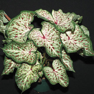 Gingerland Strap Leaf Caladium