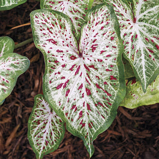 Gingerland Strap Leaf Caladium