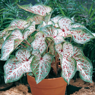 Gingerland Strap Leaf Caladium