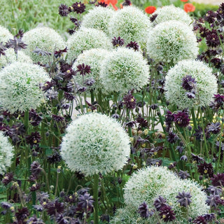 Black Barlow Columbine