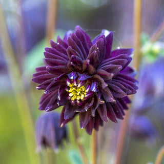 Black Barlow Columbine