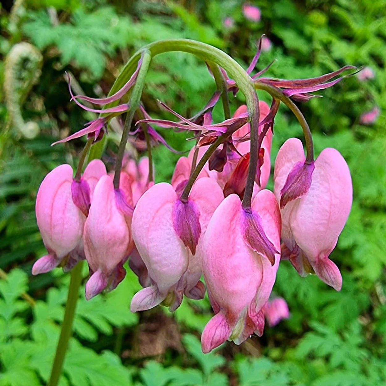 potted bleeding heart plant Fernleaf Bleeding Heart