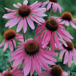 Purple Coneflower Super Sak®