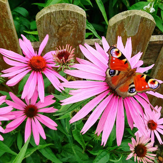 Purple Coneflower Super Sak®