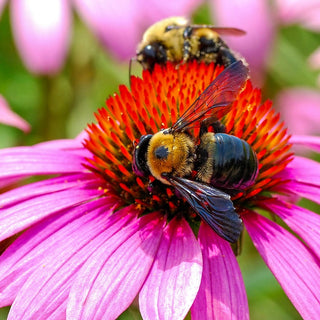 Purple Coneflower Super Sak®