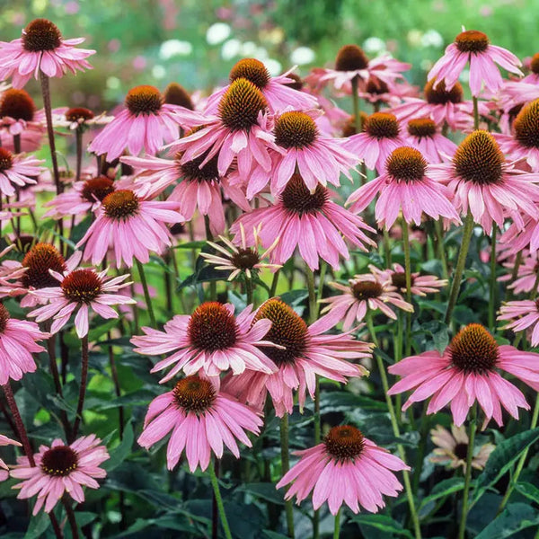 Buy Purple Coneflower Super Sak | Sun Perennials | Breck's