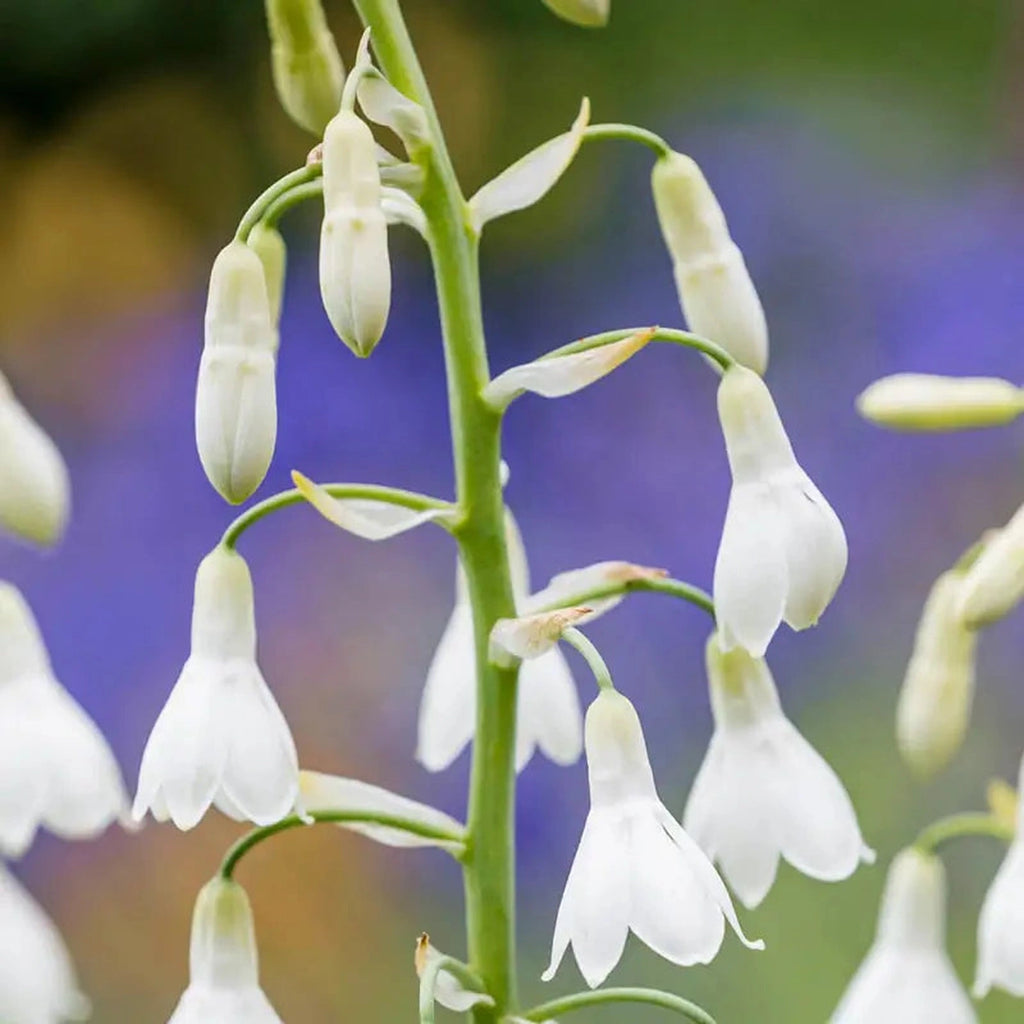 Buy Summer Hyacinth Online | Spring Planted Bulbs | Breck's