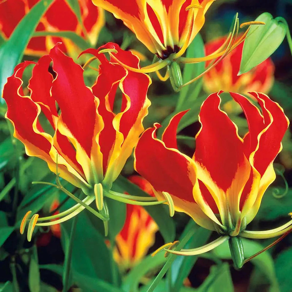 Buy Gloriosa Lily Bulbs | Spring Planted Bulbs | Breck's