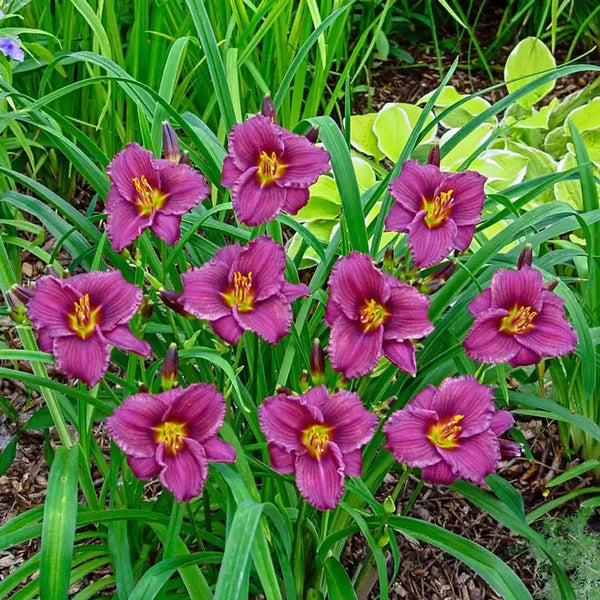 Purple d'Oro Reblooming Daylily