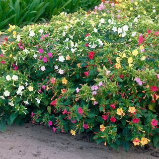 4 O'Clock Mixture Super Sak®