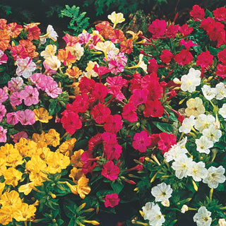 4 O'Clock Mixture Super Sak®