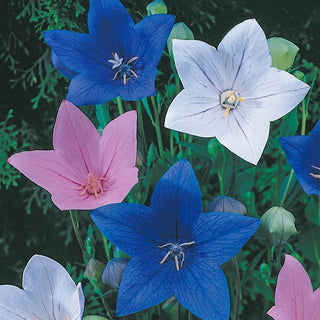 Balloon Flower Mixture Super Sak®