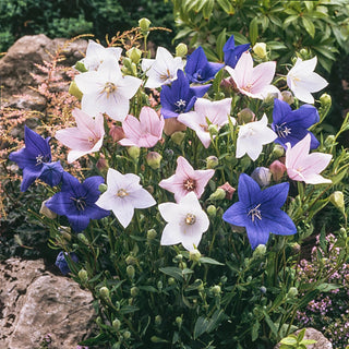 Balloon Flower Mixture Super Sak®