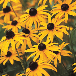 Goldsturm Rudbeckia Super Sak®
