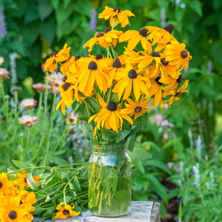 Goldsturm Rudbeckia Super Sak®